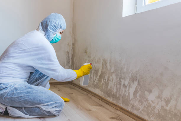 Licensed Mold Remediation service in Fleming Island, FL - WQB Mold Removal